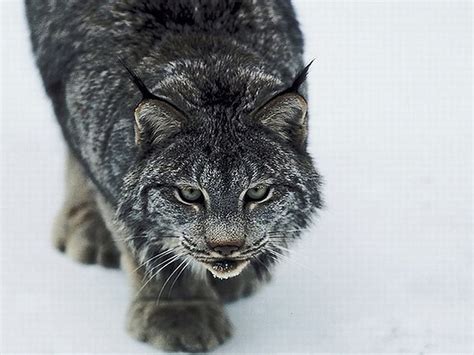 Hunting lynx, winter, lynx, animals, cat, hunting, wild HD wallpaper ...