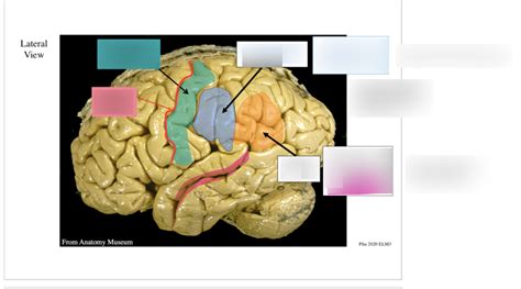 postcentral gyrus Diagram | Quizlet