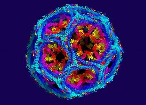 Study: Blocking Clathrin May Inhibit Viral Entry Into Cells – Asian ...