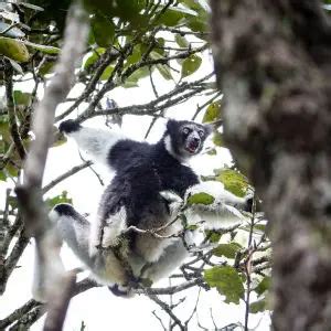 Indri - Facts, Diet, Habitat & Pictures on Animalia.bio