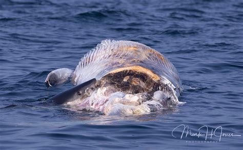 Local fishing guides spot great white shark feeding on whale carcass ...