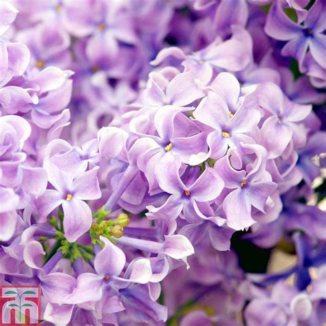 Lilac 'Lavender Lady' plants | Thompson & Morgan