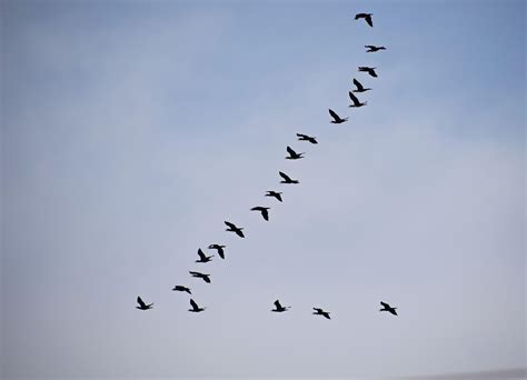 Why Do Geese Fly In a V Formation When Migrating? - Bird Buddy Blog