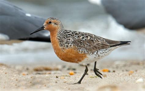 Carteret proposed as critical habitat for rufa red knot | Coastal Review