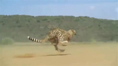 Cheetah Running Full Speed Awesome Speed | Doovi