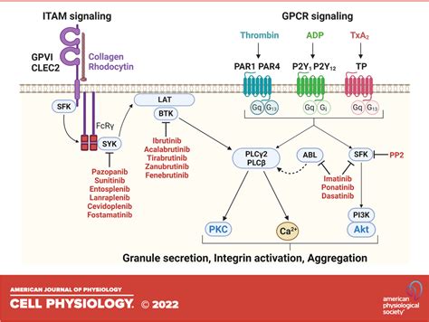 Adverse Effects Of Tyrosine Kinase Inhibitors In Cancer, 43% OFF