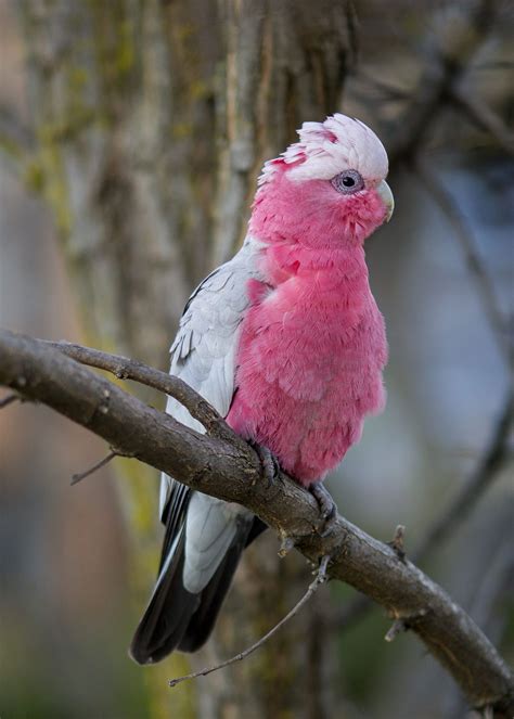 The galah, also known as the rose-breasted cockatoo, galah cockatoo ...