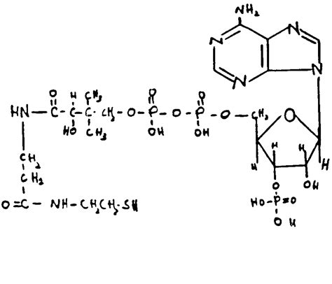 Coenzyme A Structure