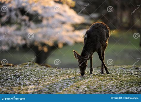 Sacred Deer and Cherry Blossoms, Japan. Stock Image - Image of sacred ...