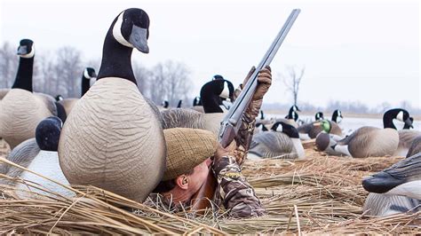 Best Canada Goose Decoy Spreads And Diagrams