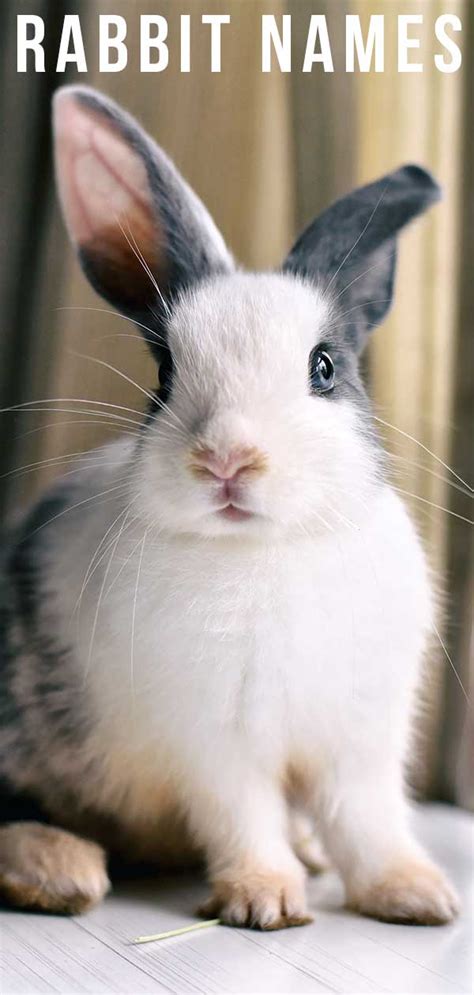 Bunny Names - All The Best Rabbit Names In One Place