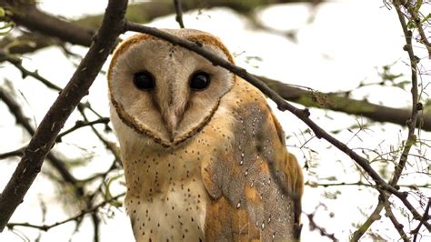 Click, click, hoot, hoot: How one man photographed all species of owls ...