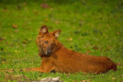 18 Wild Animals in Myanmar [Wildlife in Myanmar] - Kevmrc