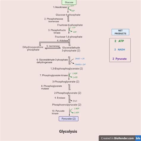 Glycolysis Cycle: Enzymes, Steps, and Products • Microbe Online