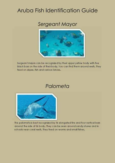 Aruba Fish Guide Identify Common Species | PDF