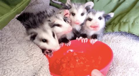 Rescued Baby Possums Take The Tiniest Little Bites Of Watermelon | Baby ...