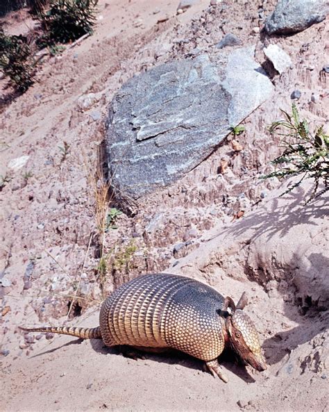 Armadillo | 9-Banded Species, Habitat & Diet | Britannica