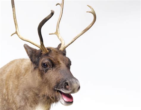 Donner, Donder or Dunder? Santa's Reindeer Names Explained