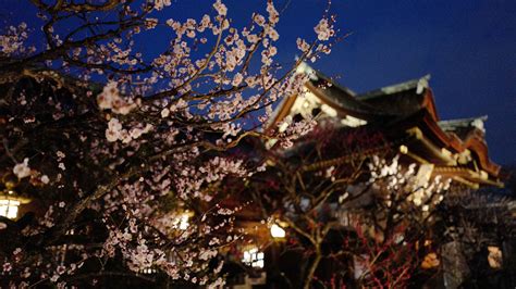 Five Reasons to Discover Kyoto's Magic in Winter