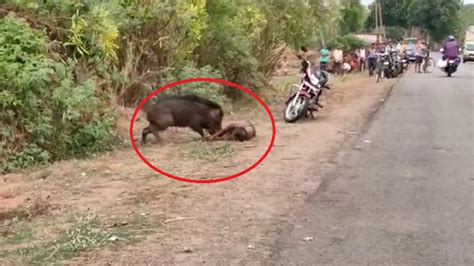 Man Attacked By Wild Boar In Odisha's Bhanjanagar