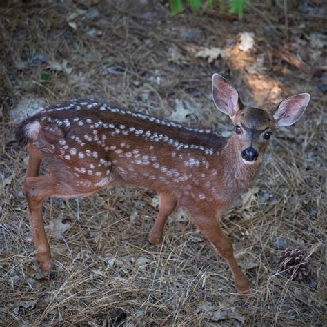 Mule Deer Fawn Portrait - EM Hahn Art