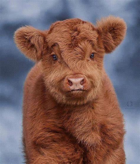 This calf looks like a teddy bear!😍 Tag someone that would love this ...