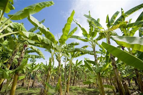 √ 5 Cara Menanam Pisang Paling Mudah (Cepat Panen Berbuah Lebat)