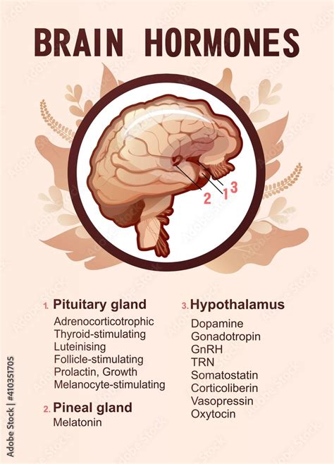 human brain hormones information poster Stock Vector | Adobe Stock