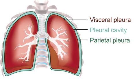 Lung Pleura