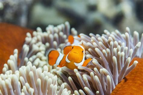 Clownfish In Anemone