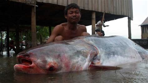 Photos of Mekong Giant Catfish