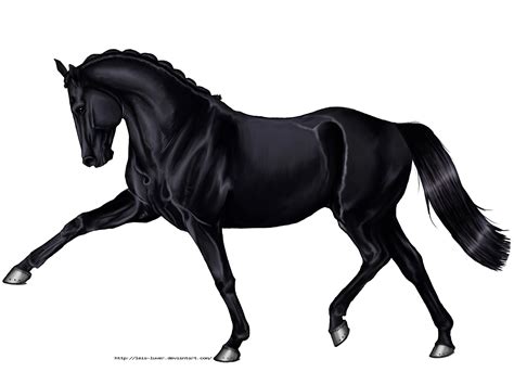 Black Horse by wideturn on DeviantArt