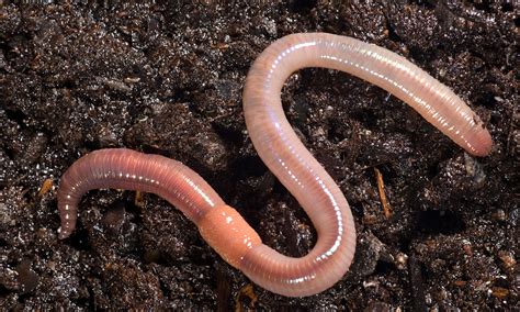 The Real Importance of Earthworms | Grab N' Grow Soil Products