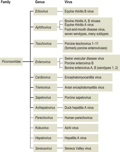 Picornaviridae | Veterian Key