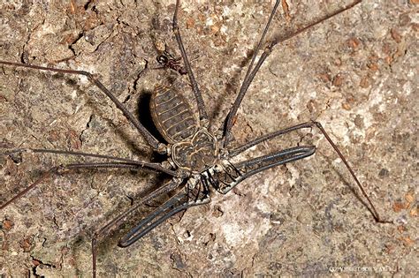 Amblypygi | AAS | American Arachnological Society