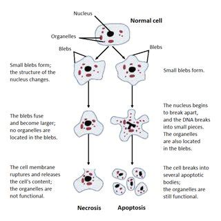 (PDF) Difference Between Apoptosis and Necrosis