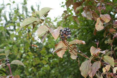 Dogwood - black berries in an upright cluster. The leaves turn a ...