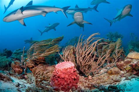 Caribbean Reef Sharks surrounding the coral reef | Reef shark, Shark ...