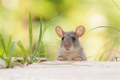 28 Common Types of Rodents In and Around Your Home