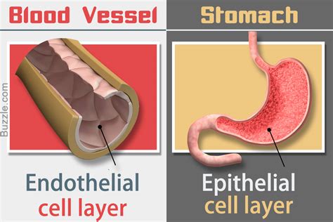 The Vital Difference Between Endothelial Cells and Epithelial Cells ...