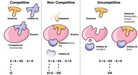 6 Types of Enzyme Inhibition with Mechanisms, Examples and Importance