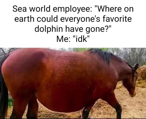 dolphin : r/197