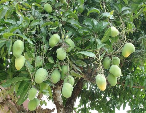 Dwarf Mango Trees: Not so Difficult to Grow