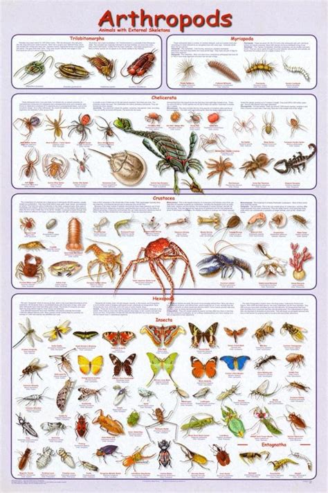 Amazon.com: Laminated Arthropods Insects Educational Science Chart ...