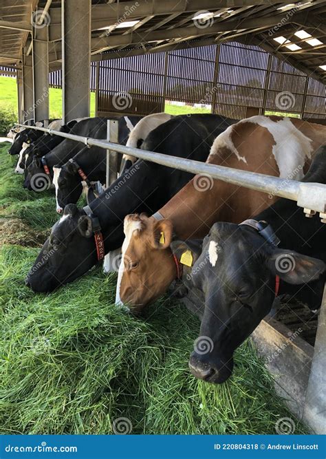 Dairy Cows Eating Silage and Grass Stock Photo - Image of farm, england ...