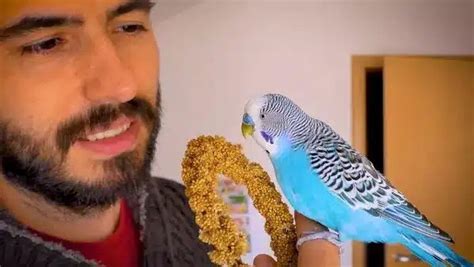 Blue Budgie | How do Budgies Become Blue?