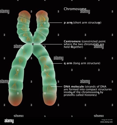 Illustration of the detailed structure of a chromosome. The p arm ...