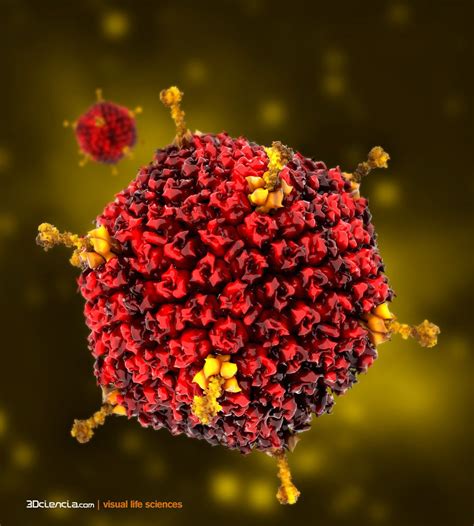 Adenovirus ichosaedral nucleocapsid structure via 3DCiencia | Science ...