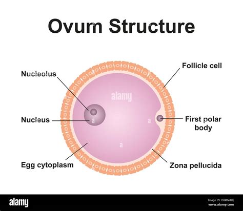 Ovum structure, illustration Stock Photo - Alamy