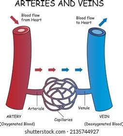 Arteries Veins And Capillaries Diagram